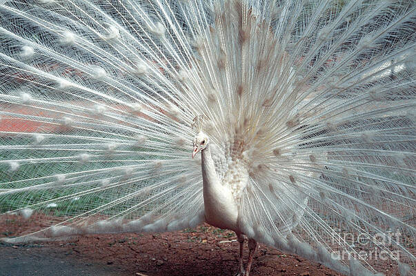 Peacock Dancing- Shot On Film Print