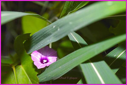 Peeking Flower Print