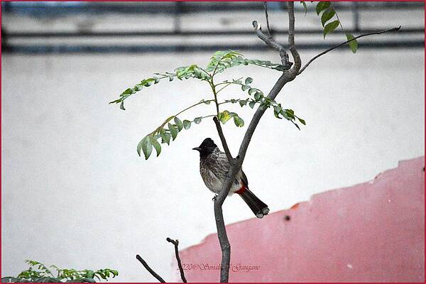 Perched Bulbul  Bird Print