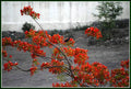 Perched Indian Robin On A Flowering Branch Print
