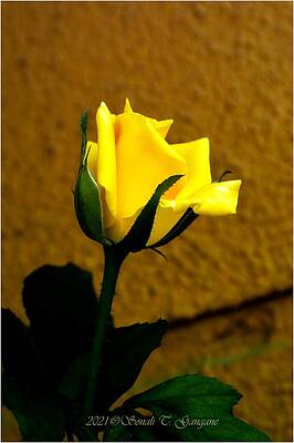 Petals In Yellow Print
