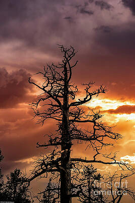 Pine Tree Silhouette Print