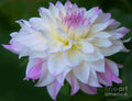Pink And White Dahlia Print