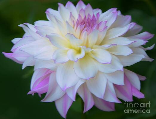 Pink And White Dahlia Print