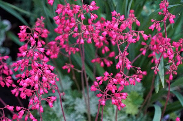 Pink Coral Bells Print
