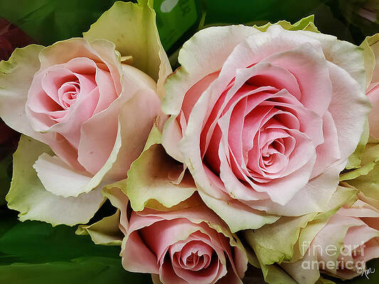 Pink Roses To Delight The Heart Print