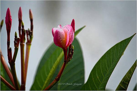 Plumeria In Pink Print