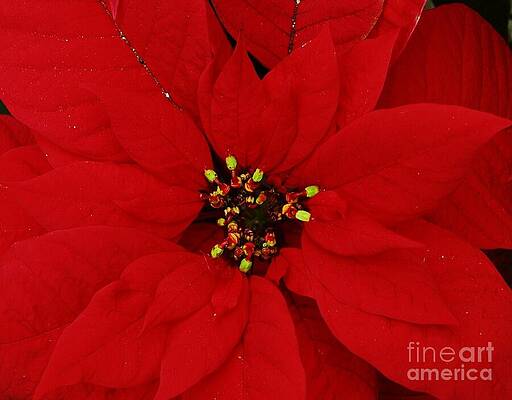 Poinsettia Vision # 1 Print