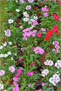 Popping Carnations Print