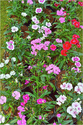 Popping Carnations Print