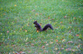 Portrait Of A Squirrel Print