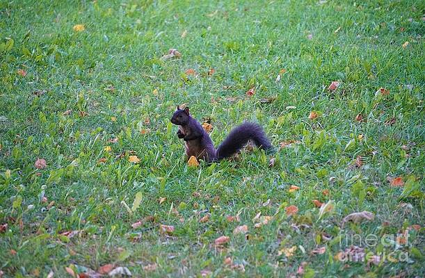 Portrait Of A Squirrel Print