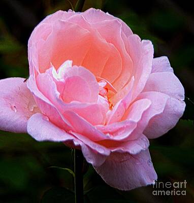 Pretty Pink Rose Print
