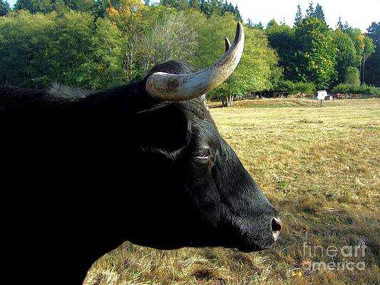 Profile Portrait Of Black Beauty Print
