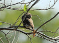 Profile View Of A Pearl Owlet In A Tree In Botswana Africa Print