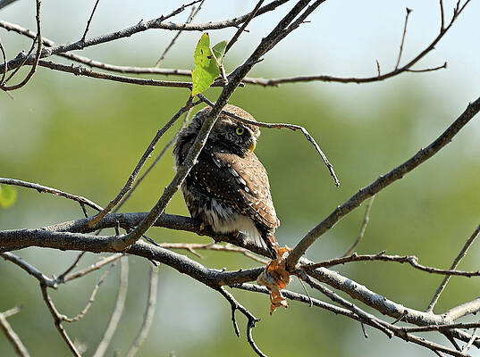 Profile View Of A Pearl Owlet In A Tree In Botswana Africa Print