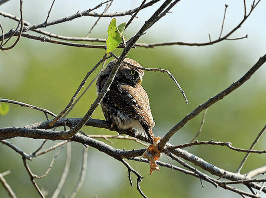 Profile View Of A Pearl Owlet In A Tree In Botswana Africa Print