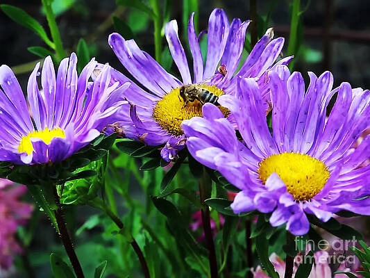 Purple Daisy And Honeybee Print