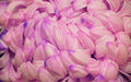 Purple Petals Print