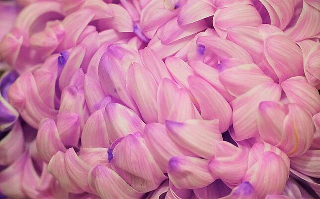 Purple Petals Print