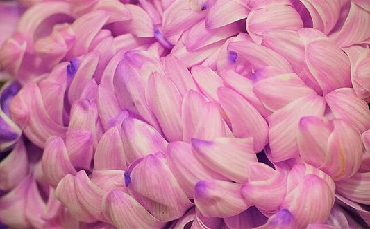Purple Petals Print
