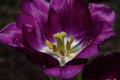 Purple Velvet And Gold Tulip Print
