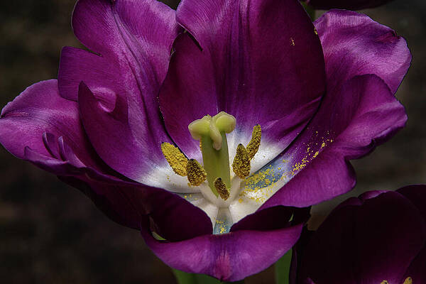 Purple Velvet And Gold Tulip Print