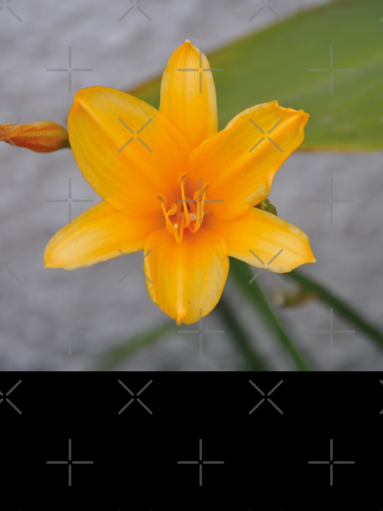 Golden Yellow Daylily Bloom by TheMarketplaceworld