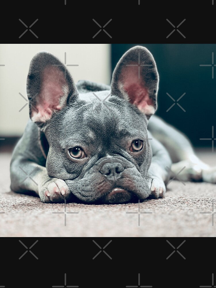 French Bulldog by Shellbelle44