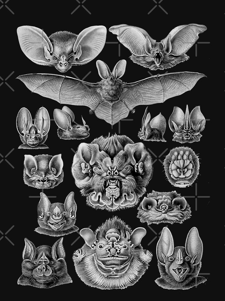 Bat Haeckel Illustration by monsterplanet