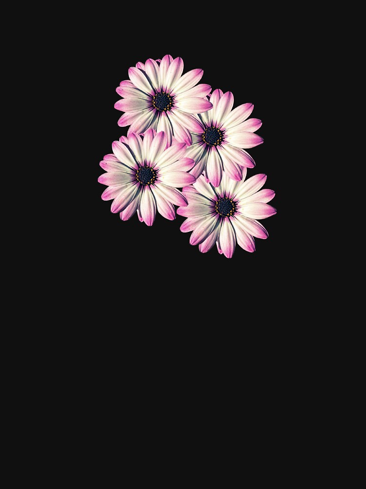 Marguerite daisies by Rocklights