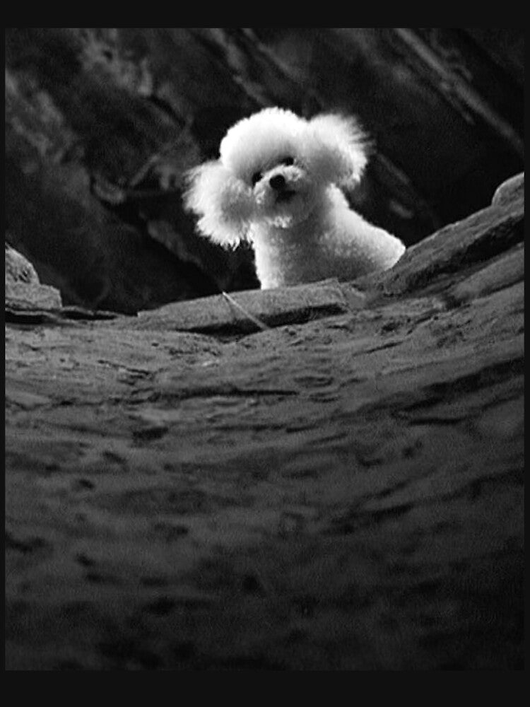 THE SILENCE OF THE LAMBS DOG PRECIOUS Meme by AtanacioBridget