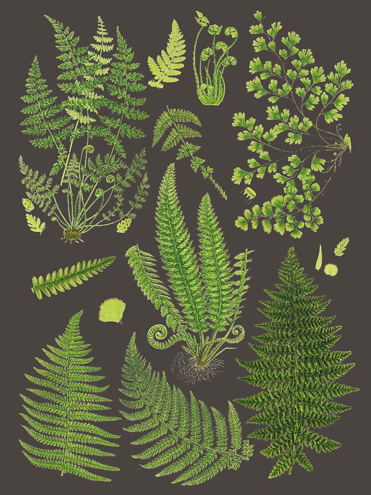 Fern Chart study by LeAllureVintage