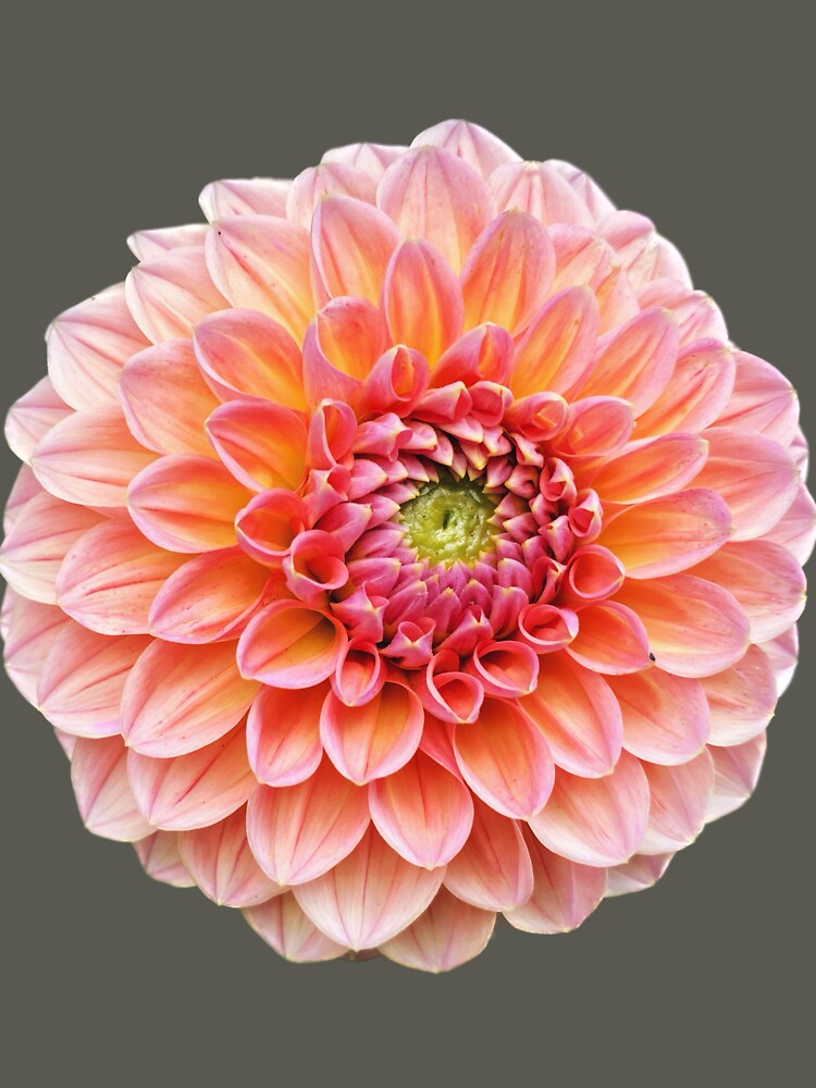 Pink Dahlia by Beardsall-Art