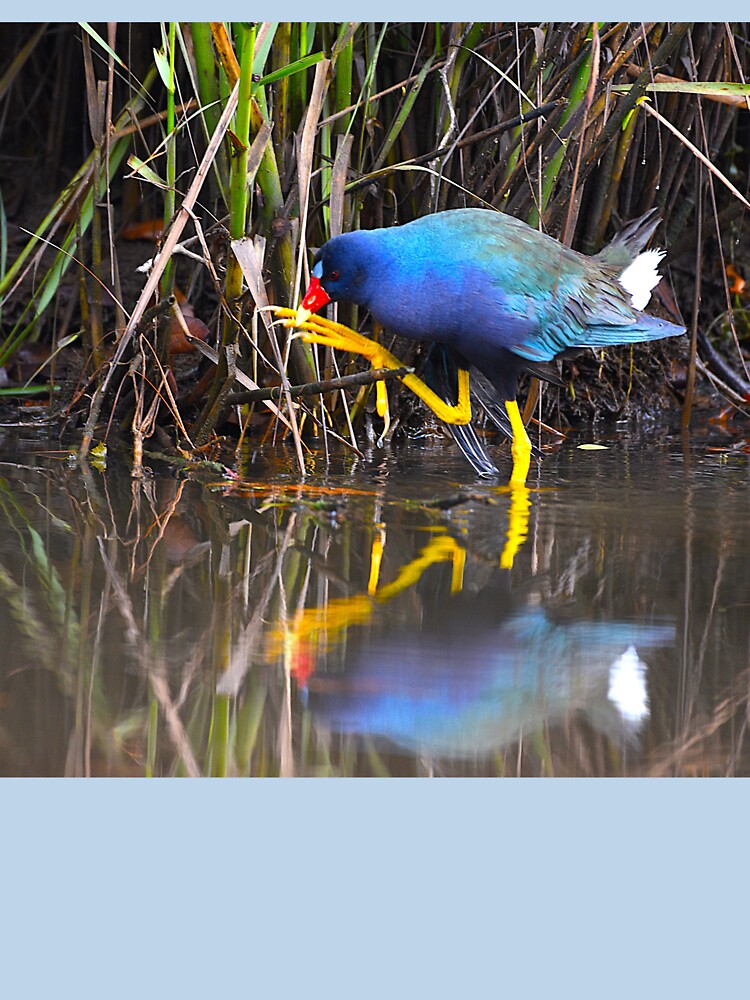 Purple Gallinule Photo Big Feet Small Twig by Pondside-Pics