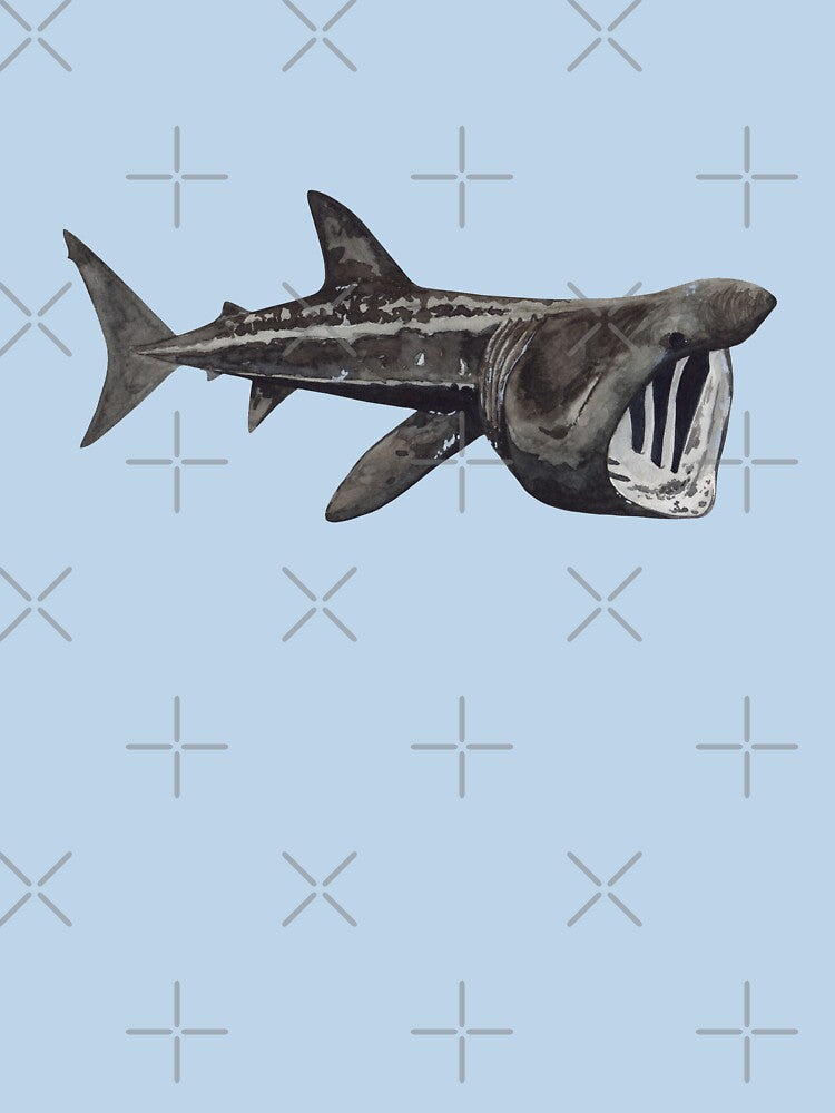 BASKING SHARK-Cetorhinus maximus by BEATRIZ ABAITUA