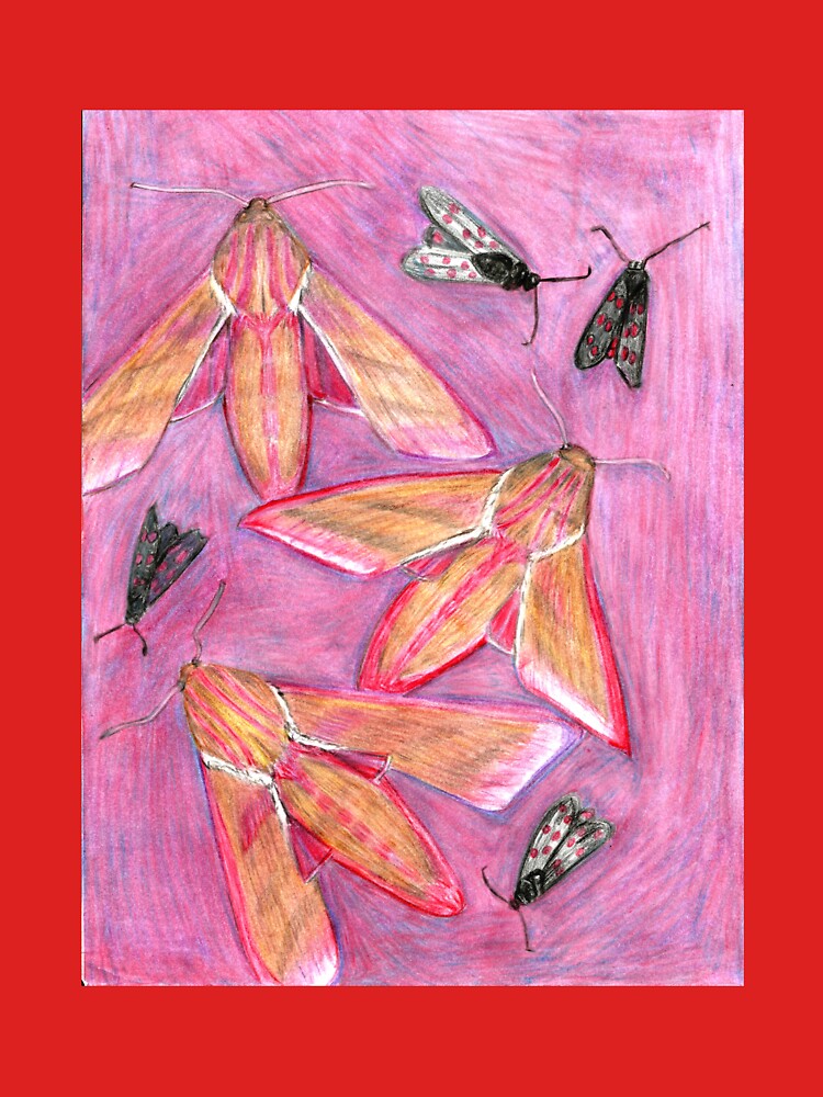 Hawk Moths and Burnet Moths on pink background by Kyleacharisse
