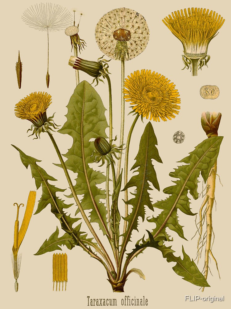 DANDELION Antique botanical illustration by FLIP-original