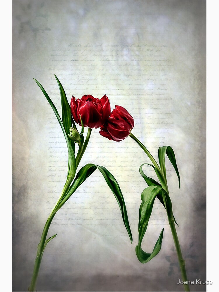tulips by Joana Kruse