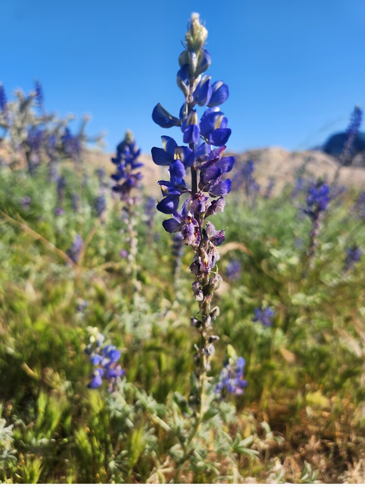 Lupine by Katthair
