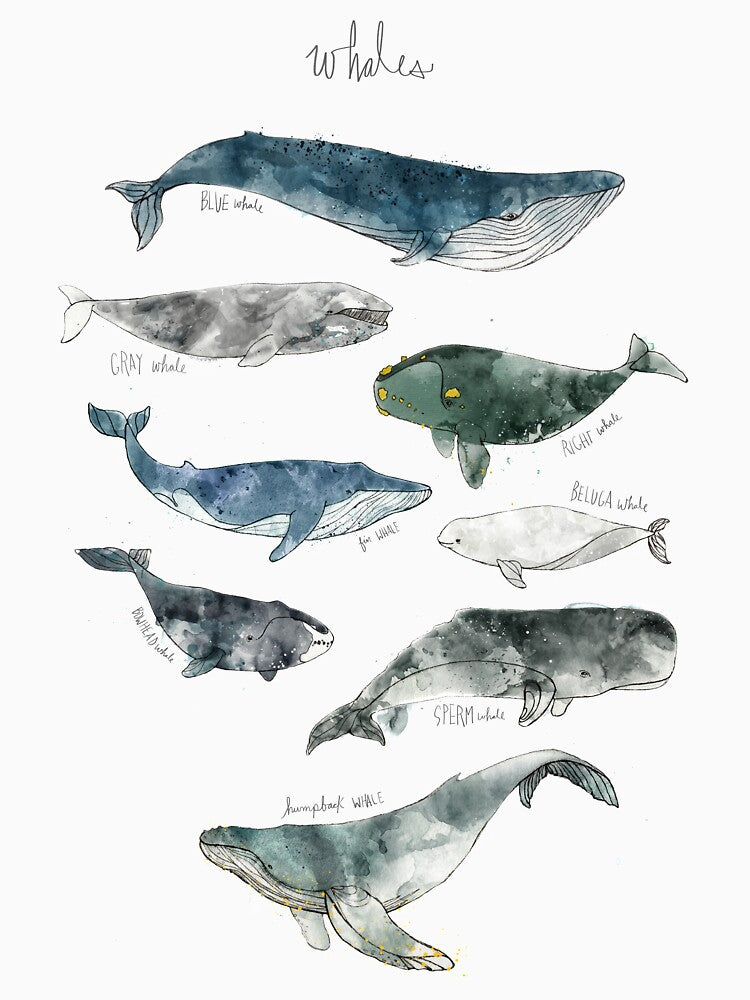 Whales by Amy Hamilton