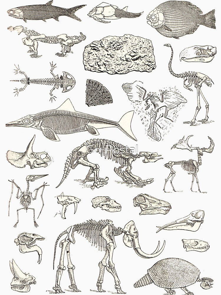 Paleontology Illustration by Go-Postal