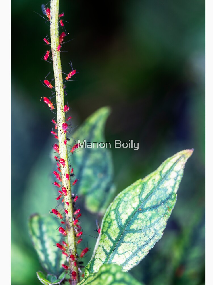 Aphids by Manon Boily