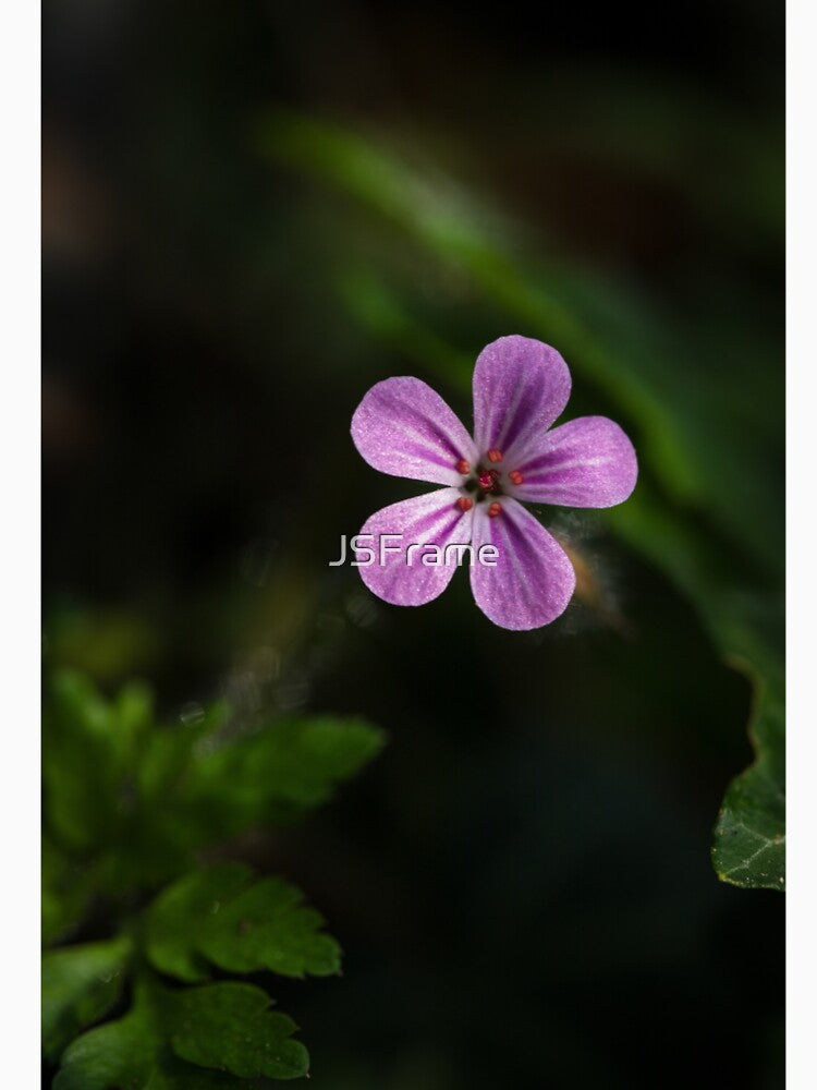 Whisper of Violet – Delicate Wildflower Macro by JSFrame