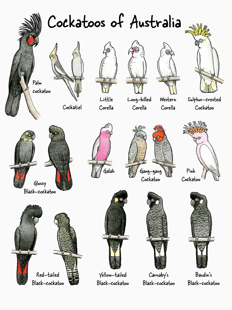 Cockatoos of Australia - Raising funds for Birdlife Australia by Paula Peeters