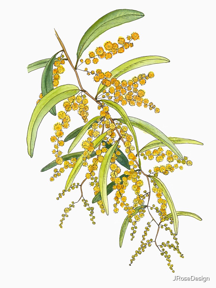 Australian Wattle Flower, Illustration by JRoseDesign