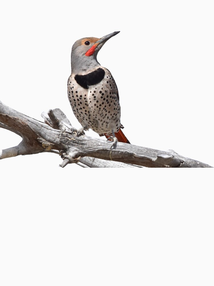Northern Flicker by baegel