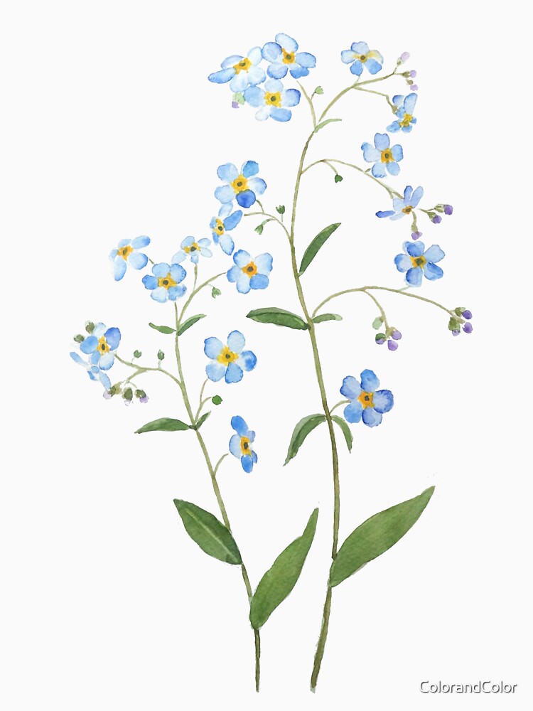 hand painted blue forget me not flowers 2021 watercolor by ColorandColor