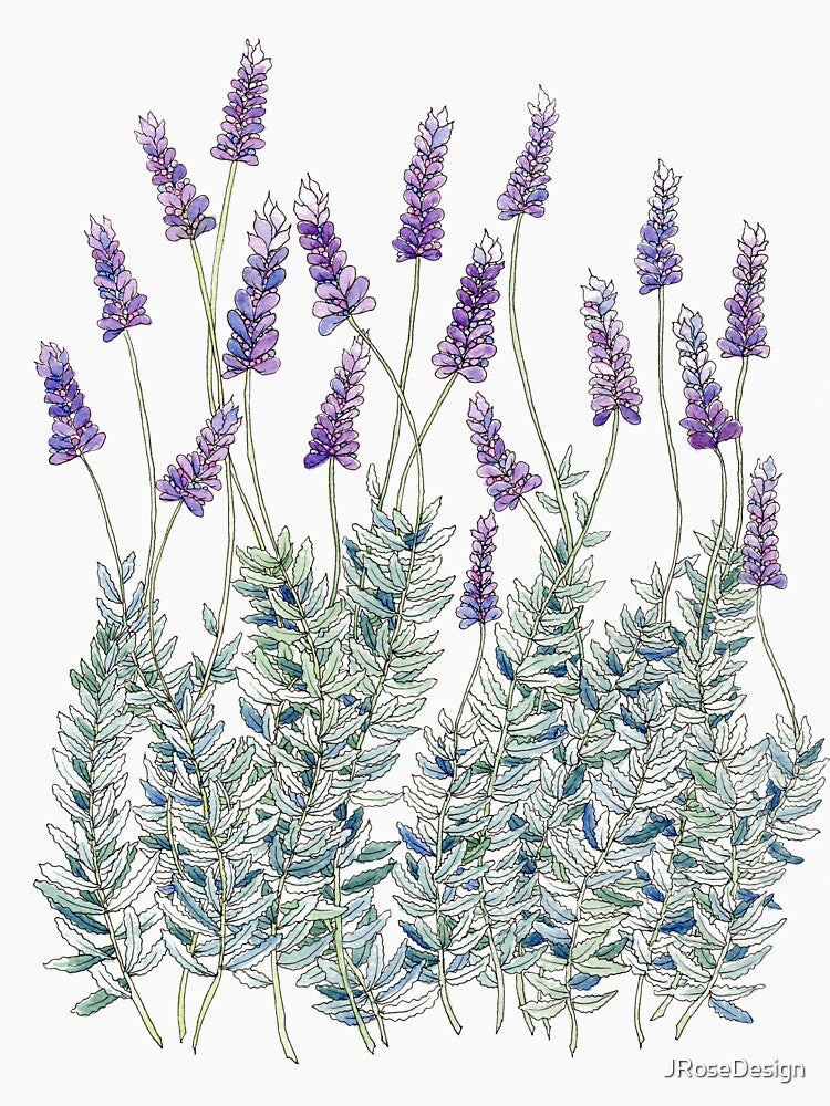Lavender, Illustration by JRoseDesign