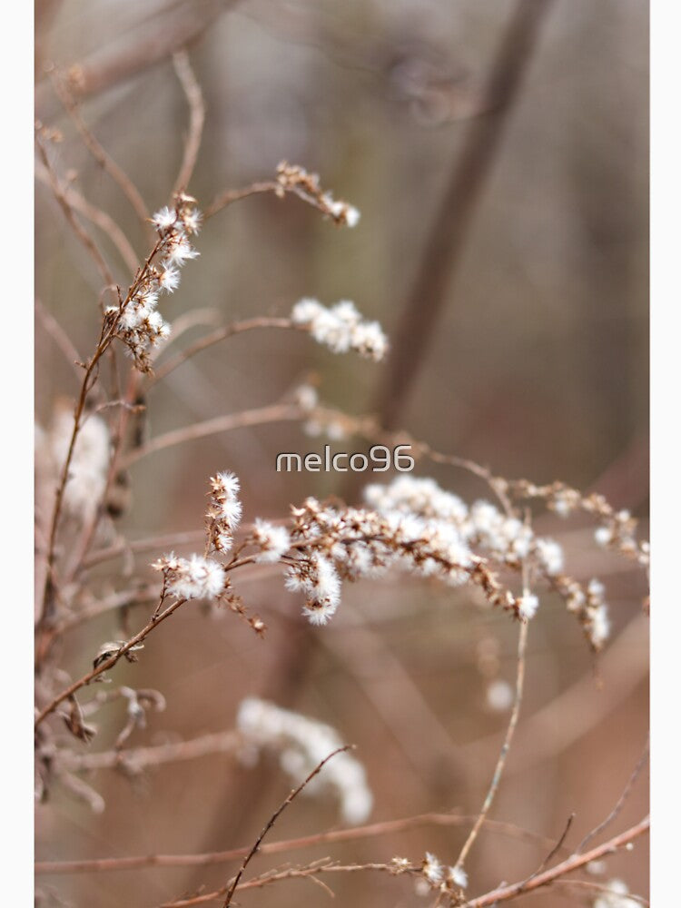 cotton by melco96